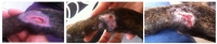 Lucy_Pfote1