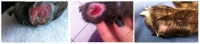 Lucy_Pfote2