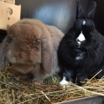 Melle und Mohrle (2)
