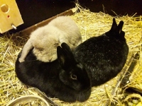 Melle und Mohrle (3)