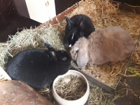 Melle und Mohrle (4)
