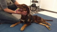roro physio