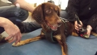roro physio2