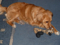 Sammy 4