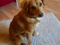 Sammy