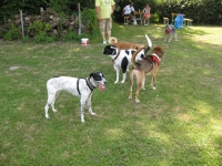 Sommerfest  Suche Herrchen 037