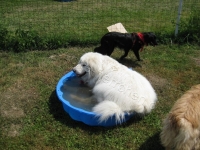 Sommerfest  Suche Herrchen 041
