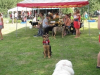 Sommerfest  Suche Herrchen 050