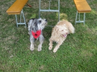 Sommerfest  Suche Herrchen 062