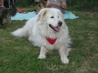 Sommerfest Suche Herrchen 073