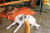 Sommerfest 7-7-2018 (88)