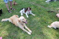 sommerfest-2019-100