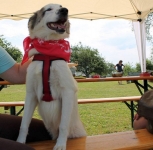 sommerfest-2019-39