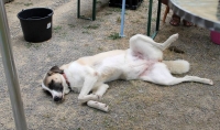 sommerfest-2019-49