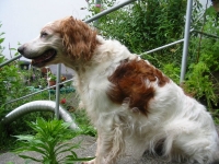 Hunde 01.13 095
