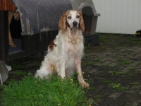 Hunde 01.13 100