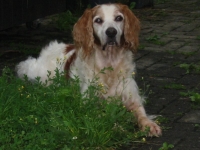Hunde 01.13 101