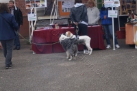 Tierschutztatg 2015 12