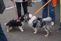 Tierschutztatg 2015 13