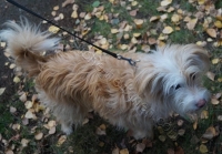 Tierschutztatg 2015 14