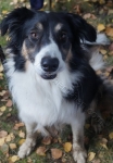 Tierschutztatg 2015 15