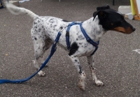 Tierschutztatg 2015 20