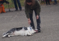 Tierschutztatg 2015 22