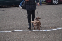 Tierschutztatg 2015 23