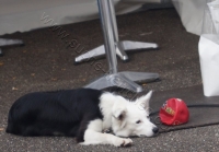 Tierschutztatg 2015 24