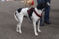 Tierschutztatg 2015 29