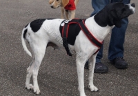 Tierschutztatg 2015 30