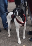 Tierschutztatg 2015 31Tierschutztatg 2015 32