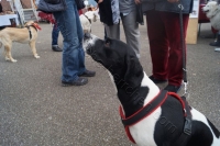 Tierschutztatg 2015 35