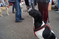 Tierschutztatg 2015 36