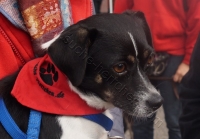 Tierschutztatg 2015 39