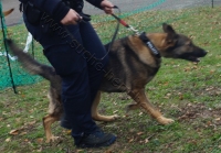 Tierschutztatg 2015 43