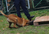 Tierschutztatg 2015 53