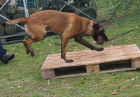 Tierschutztatg 2015 54