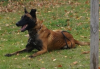 Tierschutztatg 2015 55