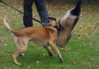 Tierschutztatg 2015 60