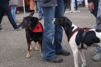 Tierschutztatg 2015 64