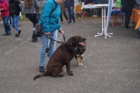 Tierschutztatg 2015 65