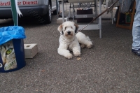 Tierschutztatg 2015 68