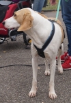 Tierschutztatg 2015 74