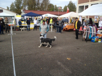 dog dancing Tierschutztag