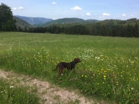 Toula (3)
