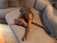 Toula (7)