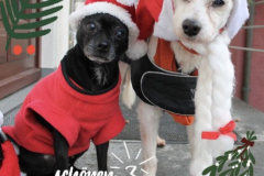 3.Advent
