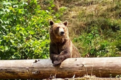 2022_Baer_gut