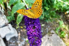 2022_Baerenpark_Schmetterling